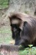 brno-zoo-23.7.11-098.jpg