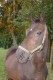 rozarka-samarina-leto-2005-25.jpg