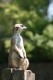 zoo-dvur-kralove-1.8.09-116.jpg