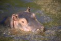 zoo-praha-1.5.12-308.jpg