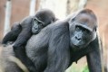 zoo-praha-14.8.2007-042.jpg