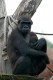 zoo-praha-14.8.2007-047.jpg