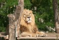 zoo-praha-14.8.2007-051.jpg