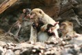 zoo-praha-14.8.2007-085.jpg