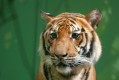 zoo-praha-14.8.2007-098.jpg