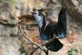 zoo-praha-14.8.2007-119.jpg