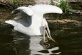 zoo-praha-14.8.2007-174.jpg