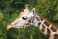 zoo-praha-14.8.2007-238.jpg